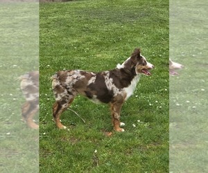 Mother of the Miniature Australian Shepherd puppies born on 06/30/2026