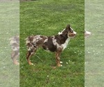 Small Photo #1 Miniature Australian Shepherd Puppy For Sale in ADAIR VILLAGE, OR, USA