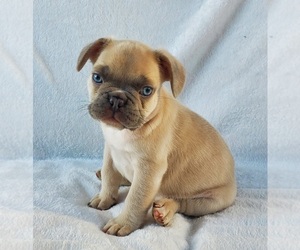French Bulldog Puppy for sale in SHERIDAN, OR, USA