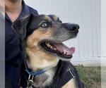 Small Gerberian Shepsky