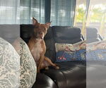 Small #1 American Pit Bull Terrier Mix