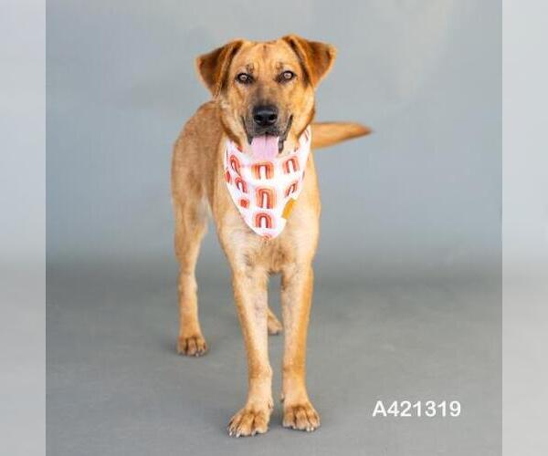 Medium Photo #1 German Shepherd Dog-Unknown Mix Puppy For Sale in Conroe, TX, USA