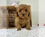 Small #4 Goldendoodle (Miniature)