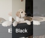 Small Photo #4 Goldendoodle Puppy For Sale in DALLAS, OR, USA