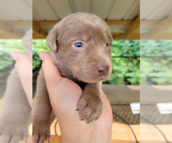 Medium Photo #3 Labrador Retriever Puppy For Sale in CONNELLYS SPRINGS, NC, USA