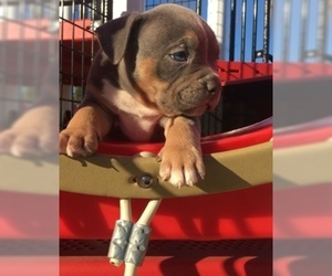 American Bully Puppy for sale in NORTH HIGHLANDS, CA, USA
