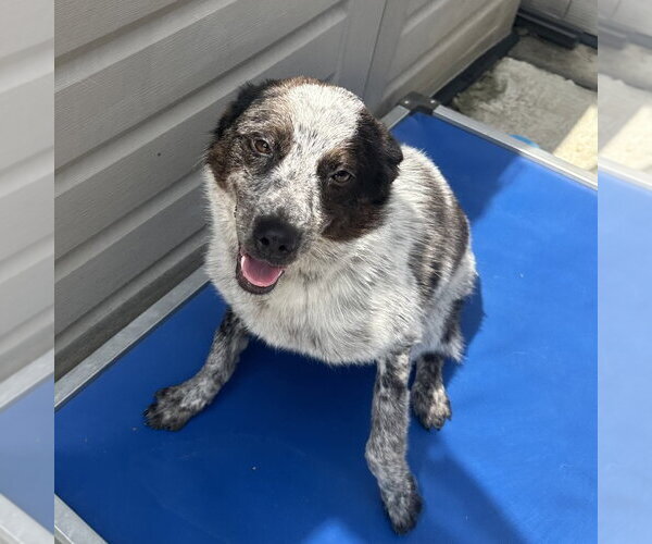 Medium Photo #4 Mutt Puppy For Sale in Yardley, PA, USA