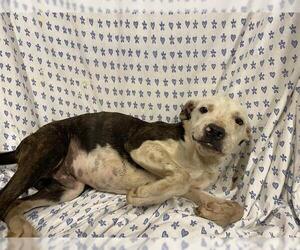 Boxer-Unknown Mix Dogs for adoption in Modesto, CA, USA