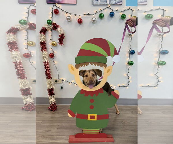 Medium Photo #2 Mutt Puppy For Sale in Plainfield, IL, USA