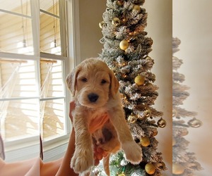 Goldendoodle Puppy for Sale in MONETTA, South Carolina USA