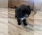 Small Photo #7 Maltipoo Puppy For Sale in APPLE VALLEY, CA, USA