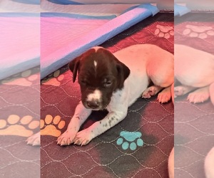 German Shorthaired Pointer Puppy for sale in AUMSVILLE, OR, USA