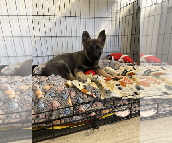 Medium Photo #1 German Shepherd Dog-pomeranian spitz Mix Puppy For Sale in Princeton, MN, USA