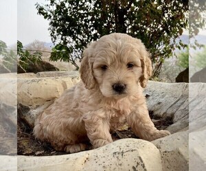 Goldendoodle-Poodle (Miniature) Mix Puppy for sale in SQUAW VALLEY, CA, USA