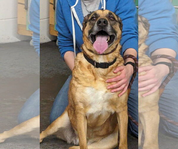 Medium Photo #4 Mutt Puppy For Sale in Minneapolis, MN, USA