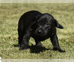Small #8 Dachsador
