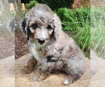 Small #4 Aussiedoodle