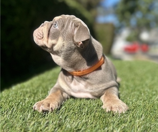 Medium Photo #18 English Bulldog Puppy For Sale in ATLANTA, GA, USA