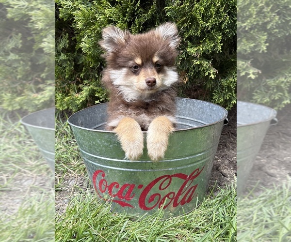 Medium Photo #3 Pomeranian Puppy For Sale in MIDDLEBURY, IN, USA