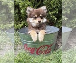 Small #2 Pomeranian