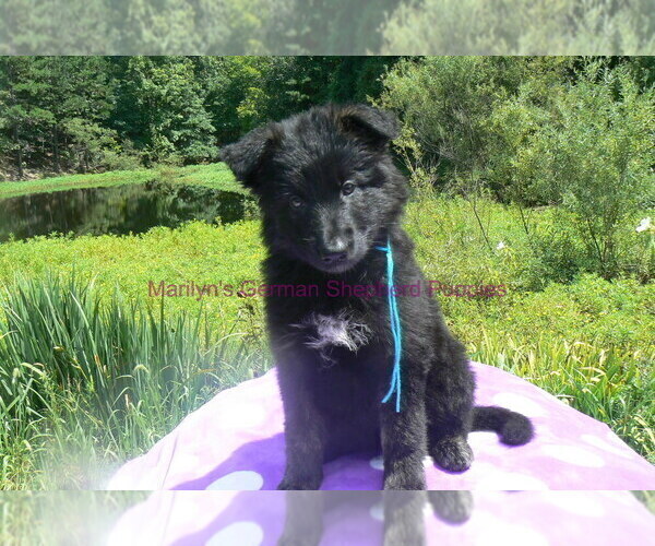 Medium Photo #4 German Shepherd Dog Puppy For Sale in PIEDMONT, MO, USA