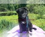 Small #3 German Shepherd Dog