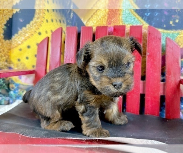 Medium Photo #15 Morkie Puppy For Sale in CASSVILLE, MO, USA
