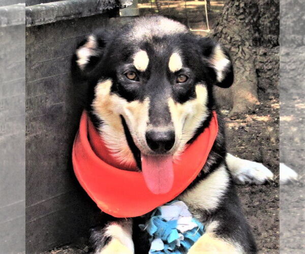 Medium Photo #1 Siberian Husky-Unknown Mix Puppy For Sale in Godley, TX, USA