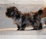 Small #27 Yorkiepoo mix (+ Poodle Toy)