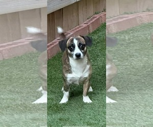 Nicholas - Male Jack Chi Dog for Adoption - Photo #3