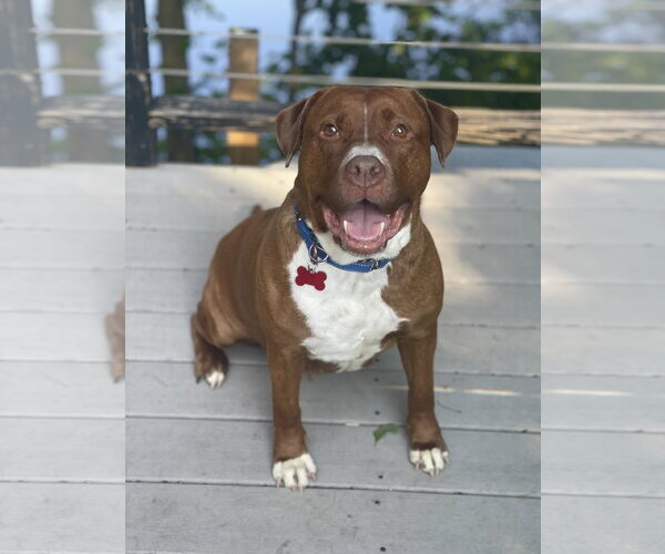 Medium Photo #34 Mutt Puppy For Sale in Mount Laurel, NJ, USA