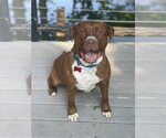 Small #33 Mutt