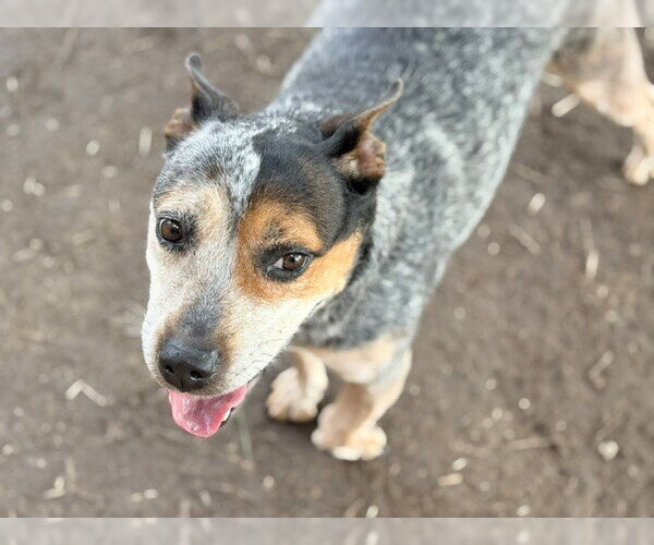 Medium Photo #2 Mutt Puppy For Sale in Tulsa, OK, USA