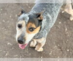 Small #1 Mutt