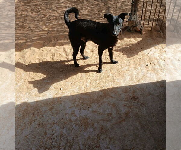 Medium Photo #4 Labrador Retriever-Unknown Mix Puppy For Sale in NYC, NY, USA