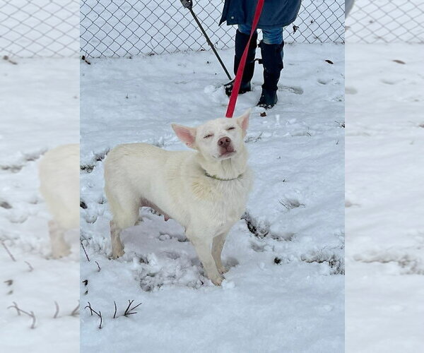 Medium Photo #4 Siberian Husky Puppy For Sale in Osgood, IN, USA