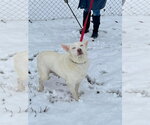 Small Photo #4 Siberian Husky Puppy For Sale in Osgood, IN, USA