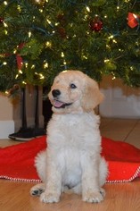 Goldendoodle Puppy for sale in LIVE OAK, FL, USA