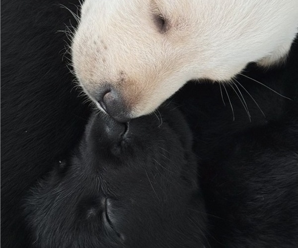 Medium Photo #3 Labrador Retriever Puppy For Sale in ENCINITAS, CA, USA