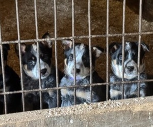 Australian Cattle Dog Puppy for Sale in MIDDLEBORO, Massachusetts USA