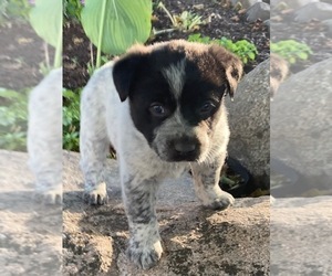 Australian Cattle Dog Puppy for Sale in DOWNING, Wisconsin USA