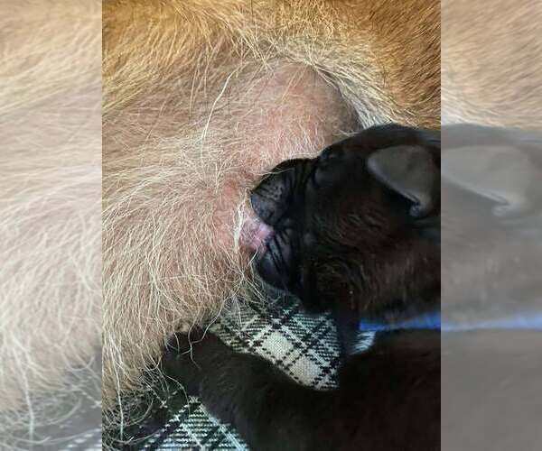 Medium Photo #4 Mutt Puppy For Sale in Imlay City, MI, USA