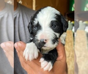 Australian Shepherd-Goldendoodle Mix Puppy for sale in LEVELLAND, TX, USA