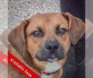 Labbe Dogs for adoption in Huntley, IL, USA