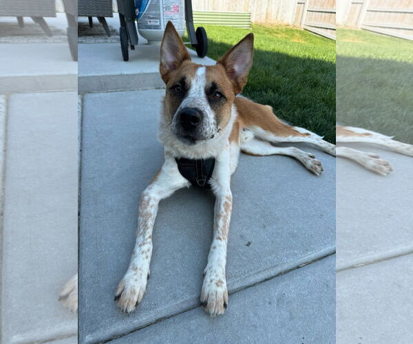 Medium Photo #13 Mutt Puppy For Sale in Sandy, UT, USA