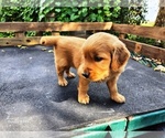 Small #1 Golden Retriever