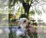 Small Photo #9 Yorkshire Terrier Puppy For Sale in CASSVILLE, MO, USA