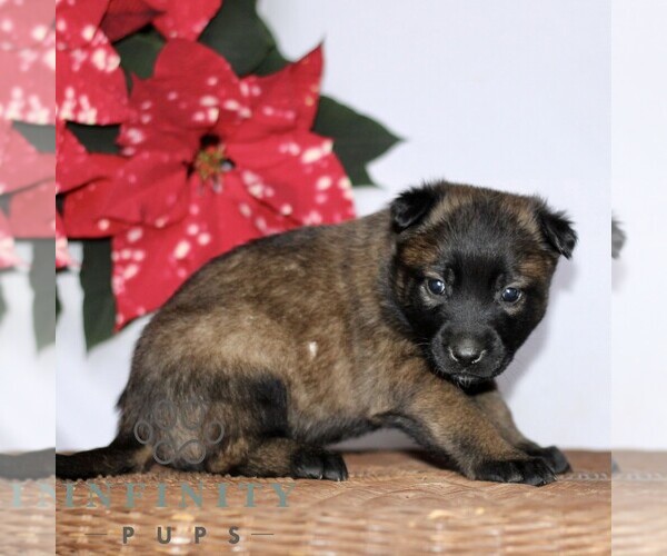 Medium Photo #3 Belgian Malinois Puppy For Sale in STRASBURG, PA, USA