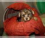 Small Photo #7 Yorkshire Terrier Puppy For Sale in PATERSON, NJ, USA
