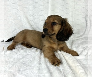 Dachshund Puppy for sale in FRANKLIN, IN, USA